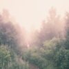 forest-871943_1280